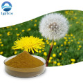 Herbal Extract 3% Flavone Dandelion Root Extract Powder